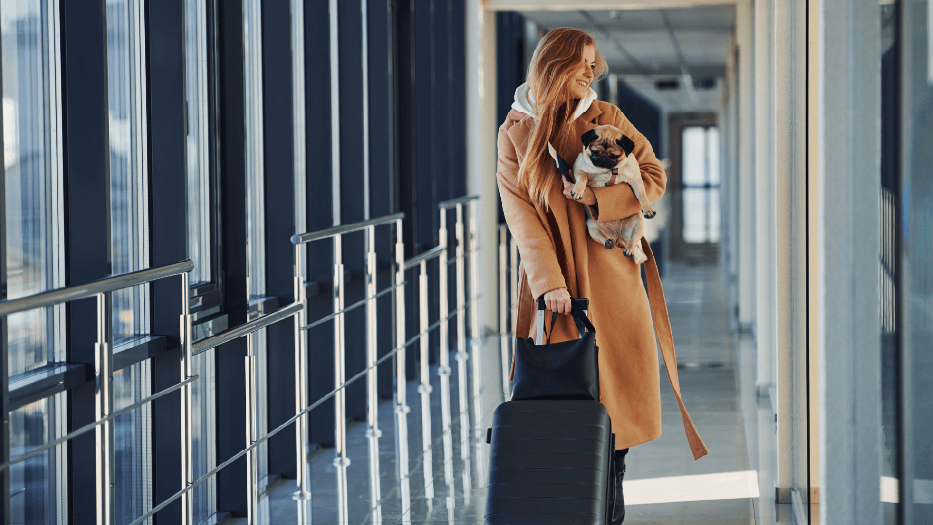 Pet relocation: mudar com animal de estimação para Portugal